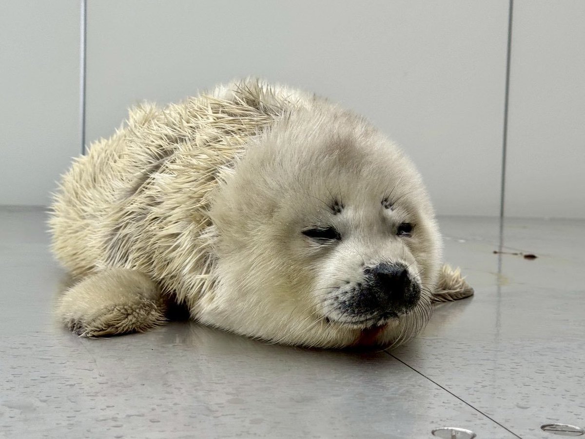 BobbyCooks tweet media