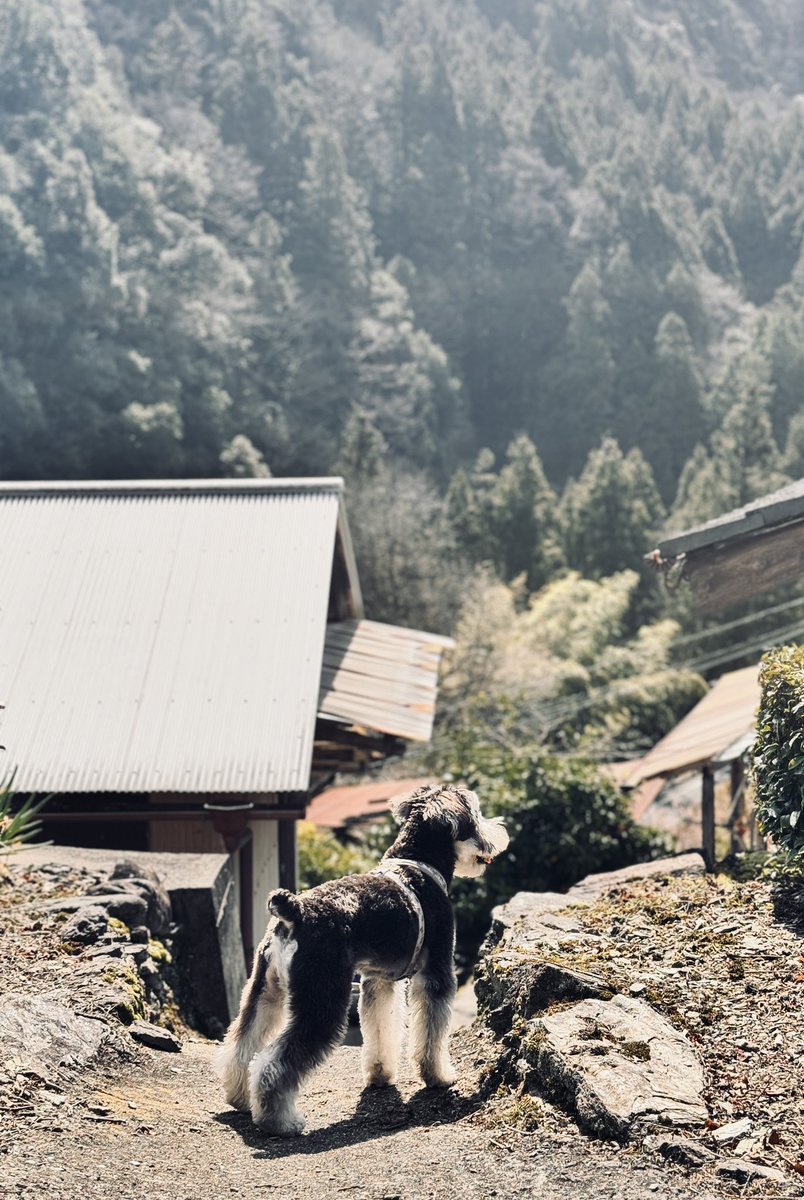 Ryuji 跳ね馬バーガー🍔 tweet media