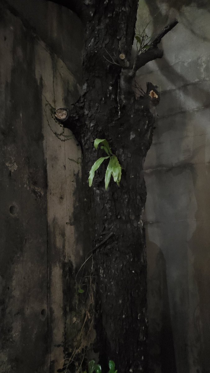 琉球パンダ tweet media