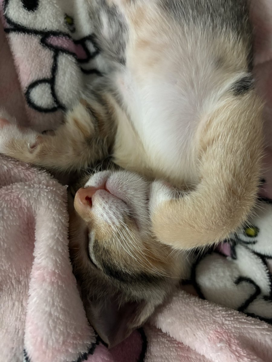 อยากเป็นแมว แค่นอนก็น่ารักละ