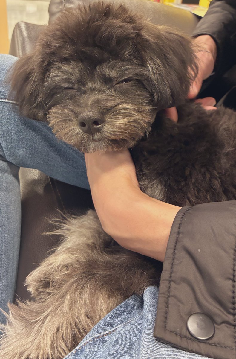 Na_a0423's tweet photo. 新しい家族増えました🤱
パピーとは思えないおっとりマイペースのmix君
ずっと会いたくて何度も家族と話して準備してやっと昨日ご対面して即家族にお出迎え☺️
1週間は健康チェックの為、お家にはまだ来れないけど待ち遠しい😂 https://t.co/as8sfFFIlT