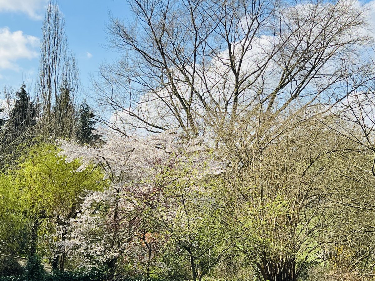 Rik Torfs tweet media