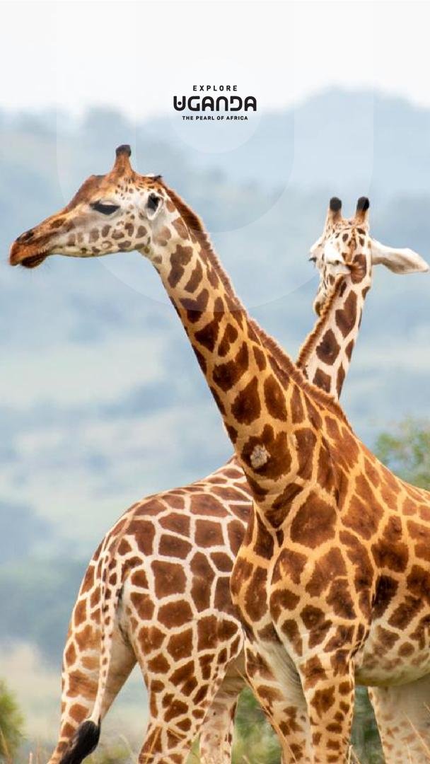 Sophie Nattabo tweet media