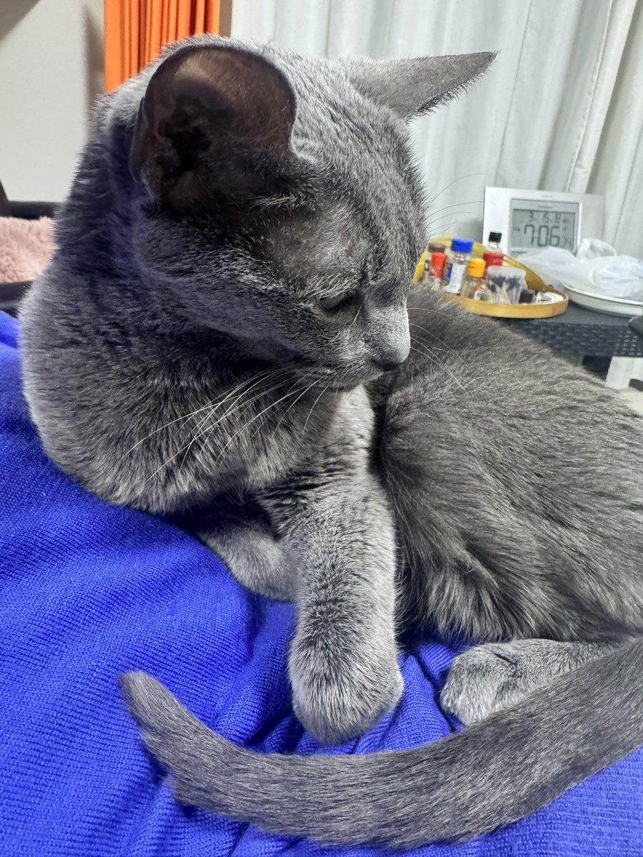 sioxsoon403's tweet photo. おなかの上が好きみたいね https://t.co/T9XTh9lUcO