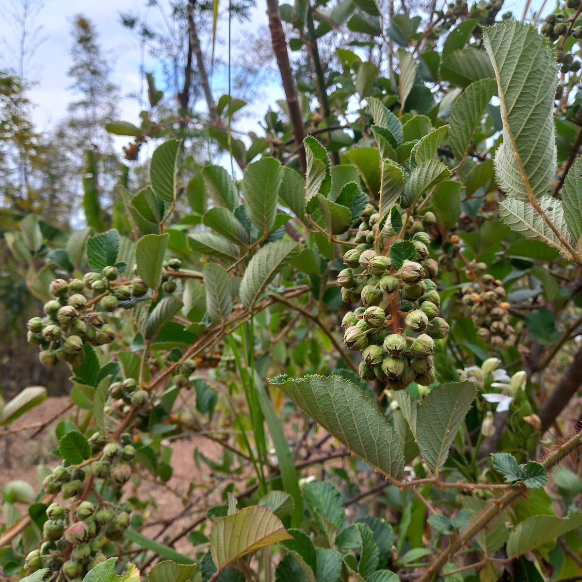 फल्दैछन्,पाक्दैनन्।