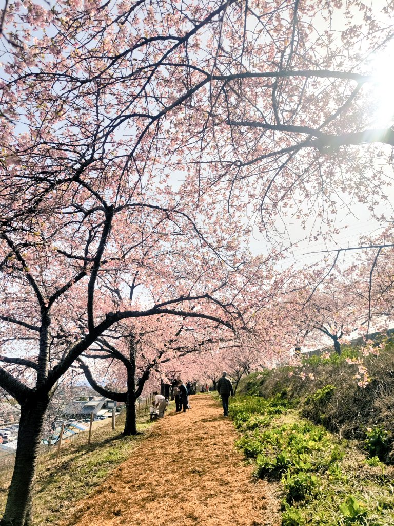 aSoulArteon's tweet photo. 桜見ドライブ
#VW
#アルテオン https://t.co/2F9tFYRbjW