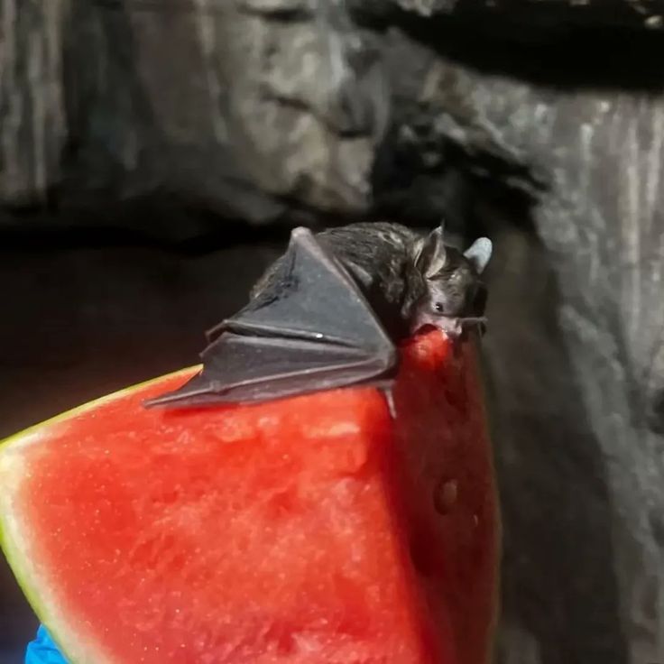 shadoomf🪲🇵🇸(homunculus enjoyer) tweet media