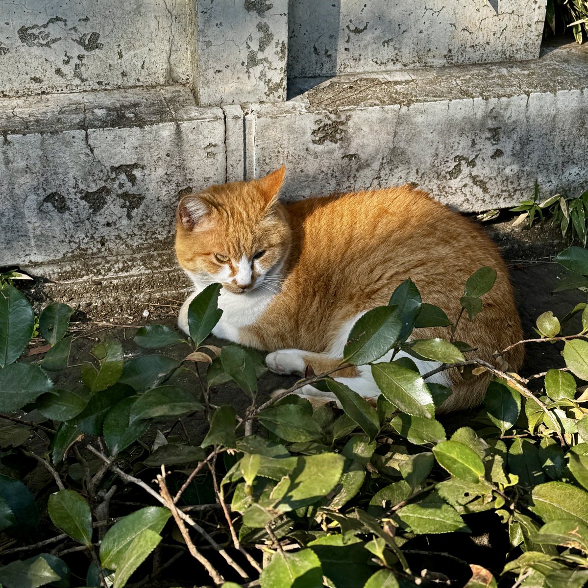 内海聡子＊作編曲家シンガーソングライター＊ tweet media