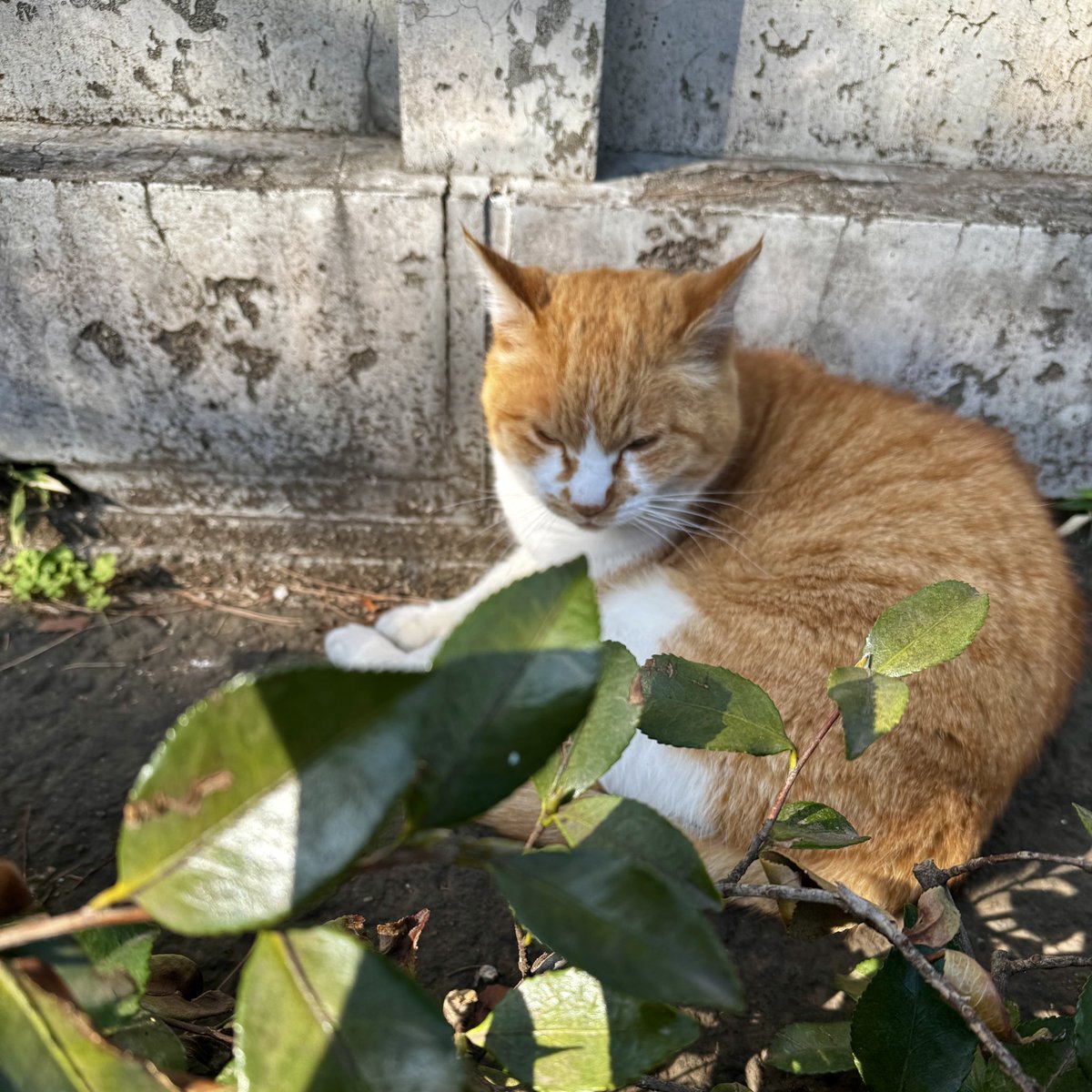 内海聡子＊作編曲家シンガーソングライター＊ tweet media