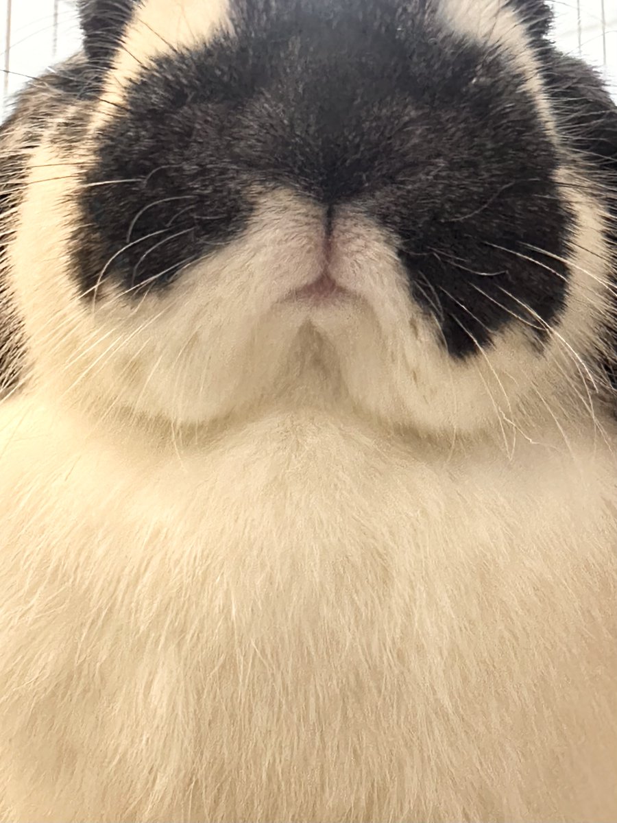 うさぎのバズ🐰I am Buzz tweet media