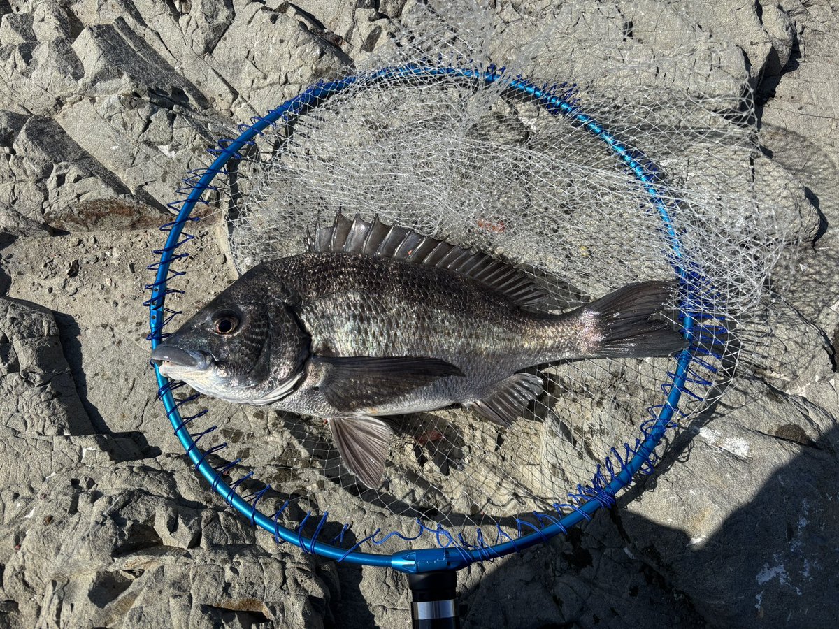 fishing_0124's tweet photo. 久しぶりの葉山！
なんとかクロダイ1枚！
渋かったけどボウズじゃなくて良かった😊
メジナは不在(笑) https://t.co/Z7IVGJoKMi