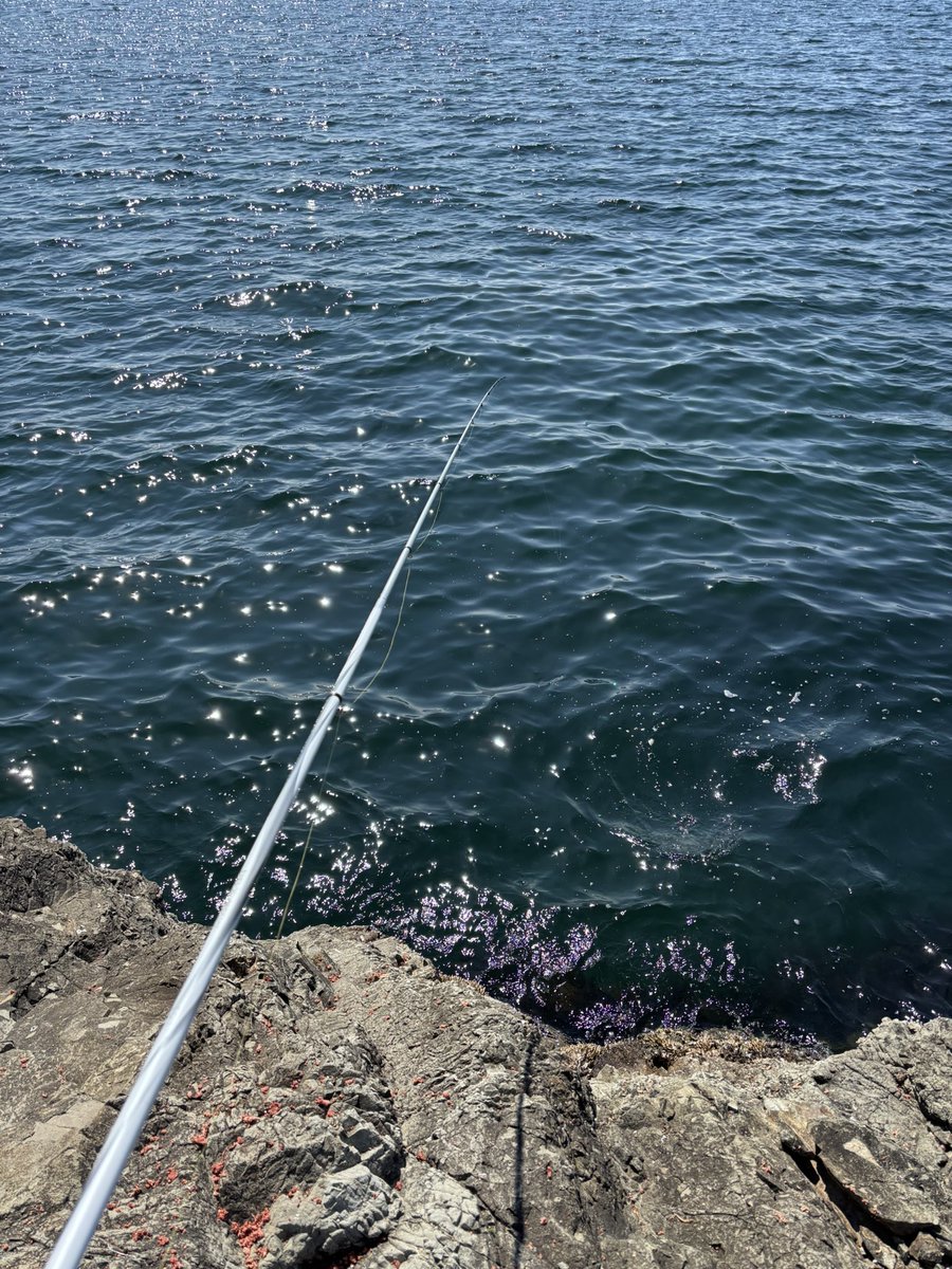 fishing_0124's tweet photo. 久しぶりの葉山！
なんとかクロダイ1枚！
渋かったけどボウズじゃなくて良かった😊
メジナは不在(笑) https://t.co/Z7IVGJoKMi