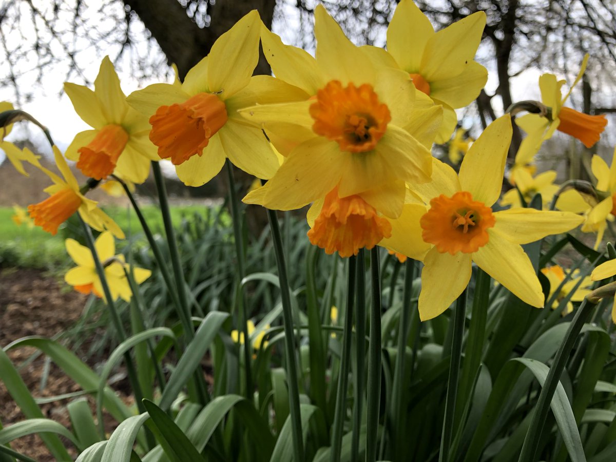 C and K Jones Roses aka JonesTheRose tweet media