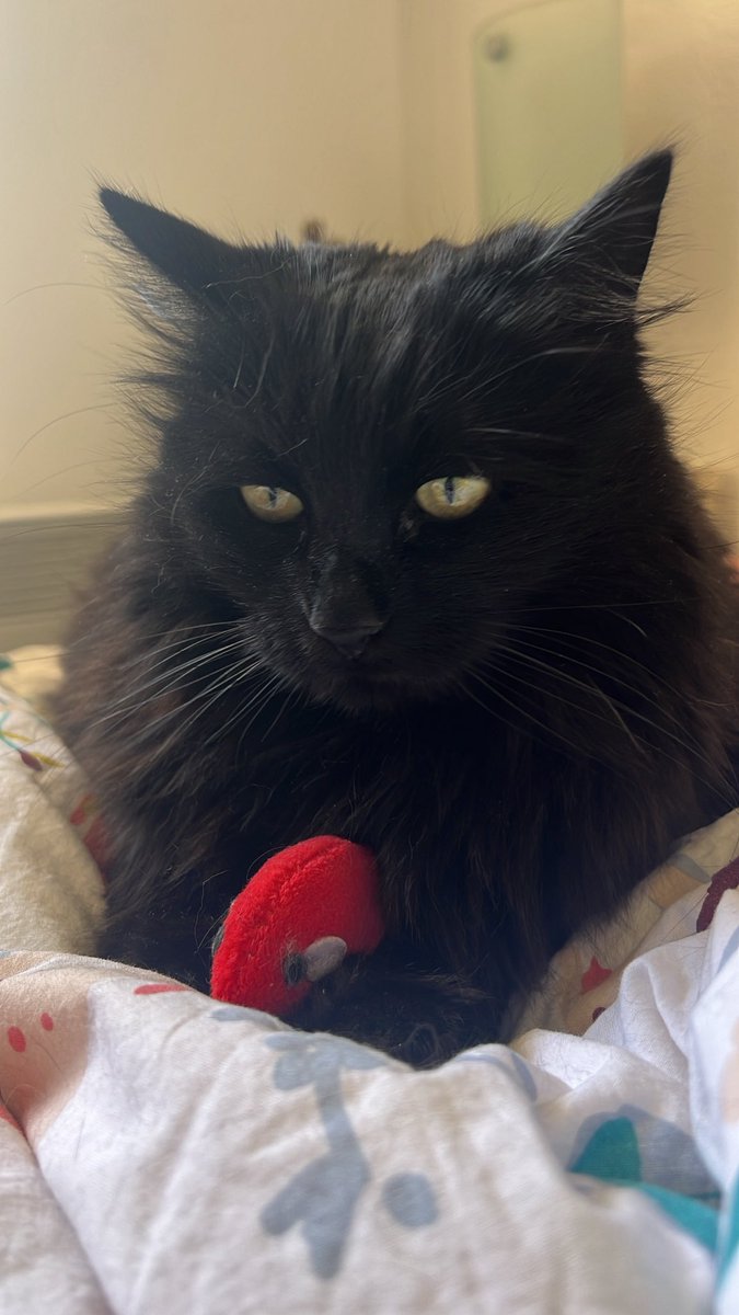 Schkaia 🌙 tweet media