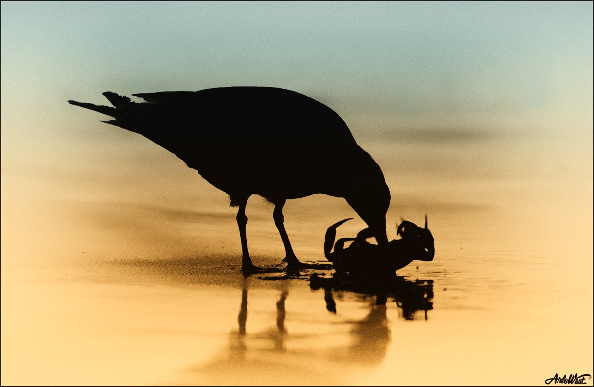 Arlo West tweet media