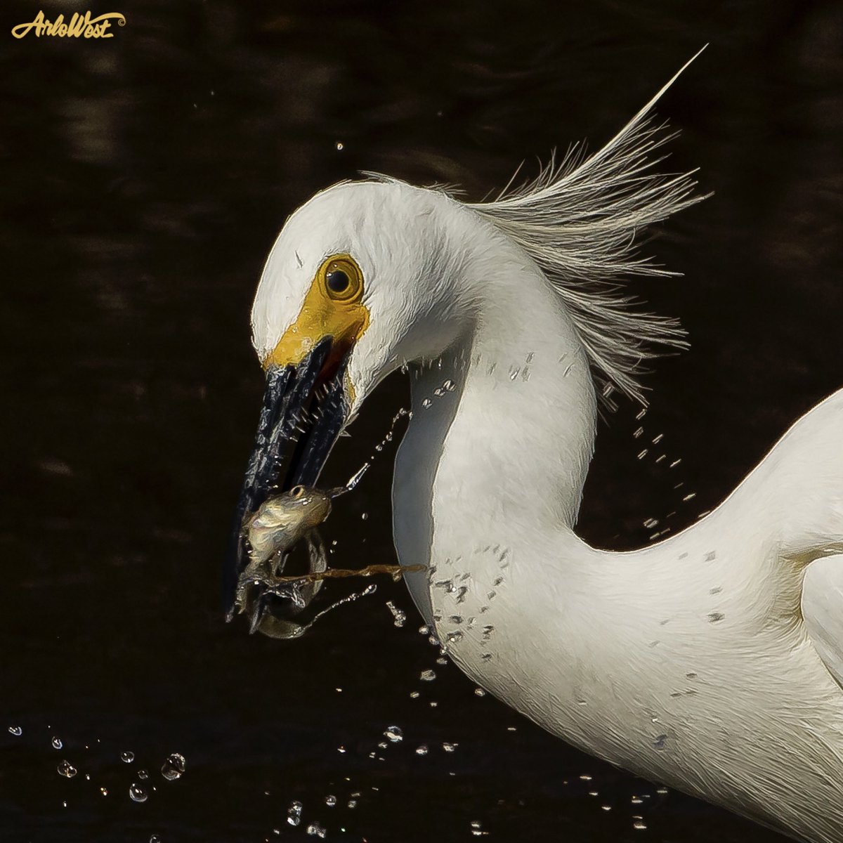 Arlo West tweet media