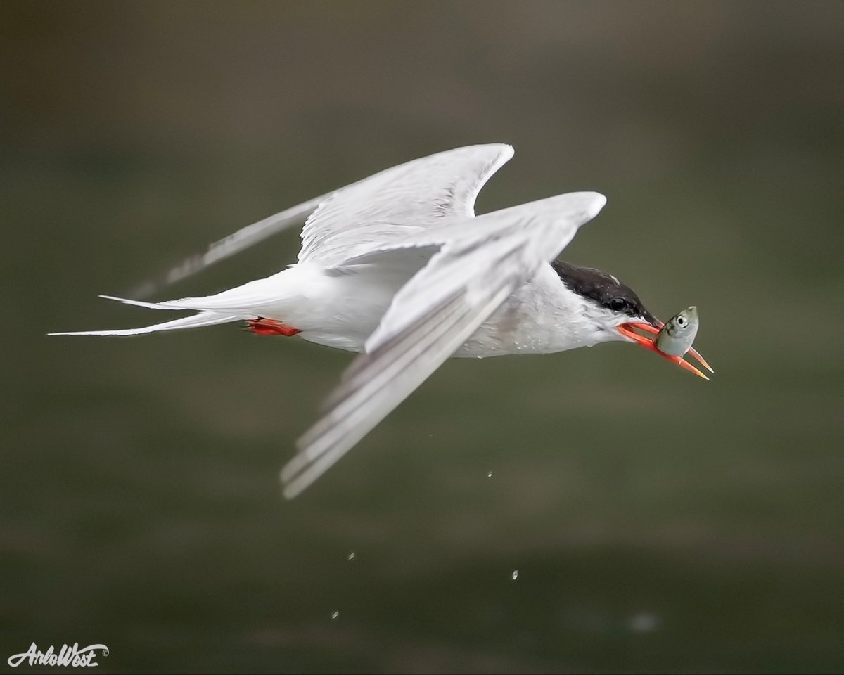 Arlo West tweet media