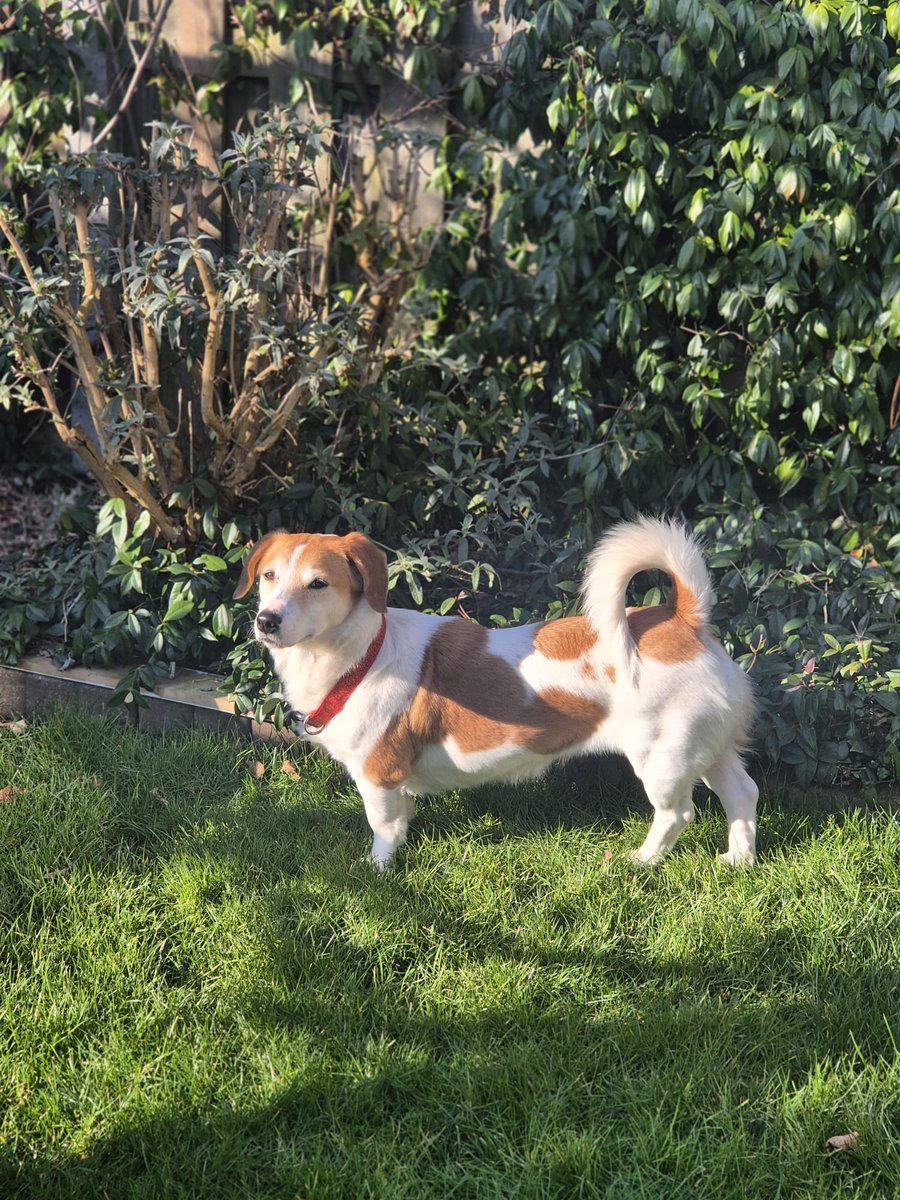 RT voor lieve geweldige Roxi aub 🙏❤️

Roxi is een gesteriliseerde, ontzettend lieve, slimme, relaxte teef van 4 jaar.  Roxi komt uit een asiel in Bosnië en heeft besloten dat het luilekkerleven in een huis bij het gastgezin haar ontzettend bevalt. Wij geven haar groot gelijk.