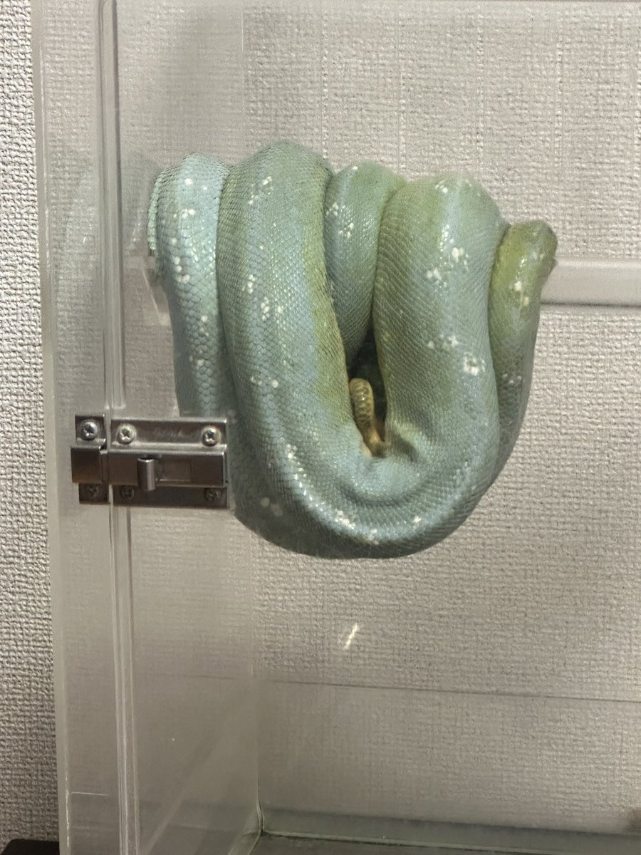 GMomonga's tweet photo. 顔見せろ〜餌食べろ〜しかし青くなったなー
#シクロップ https://t.co/9xcyGzTvxx