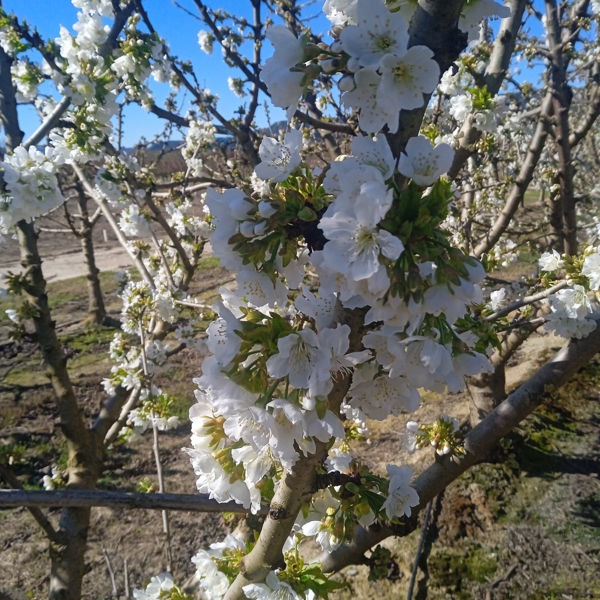 Ramon de la Fruita tweet media