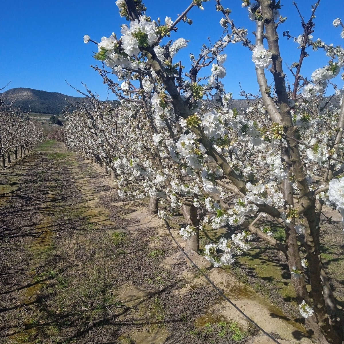Ramon de la Fruita tweet media