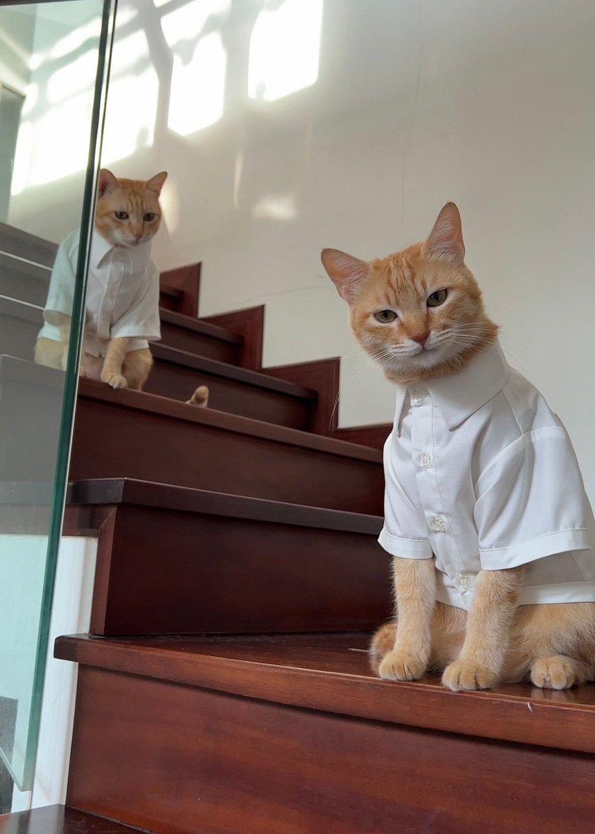 The Pets 𝕏 tweet media