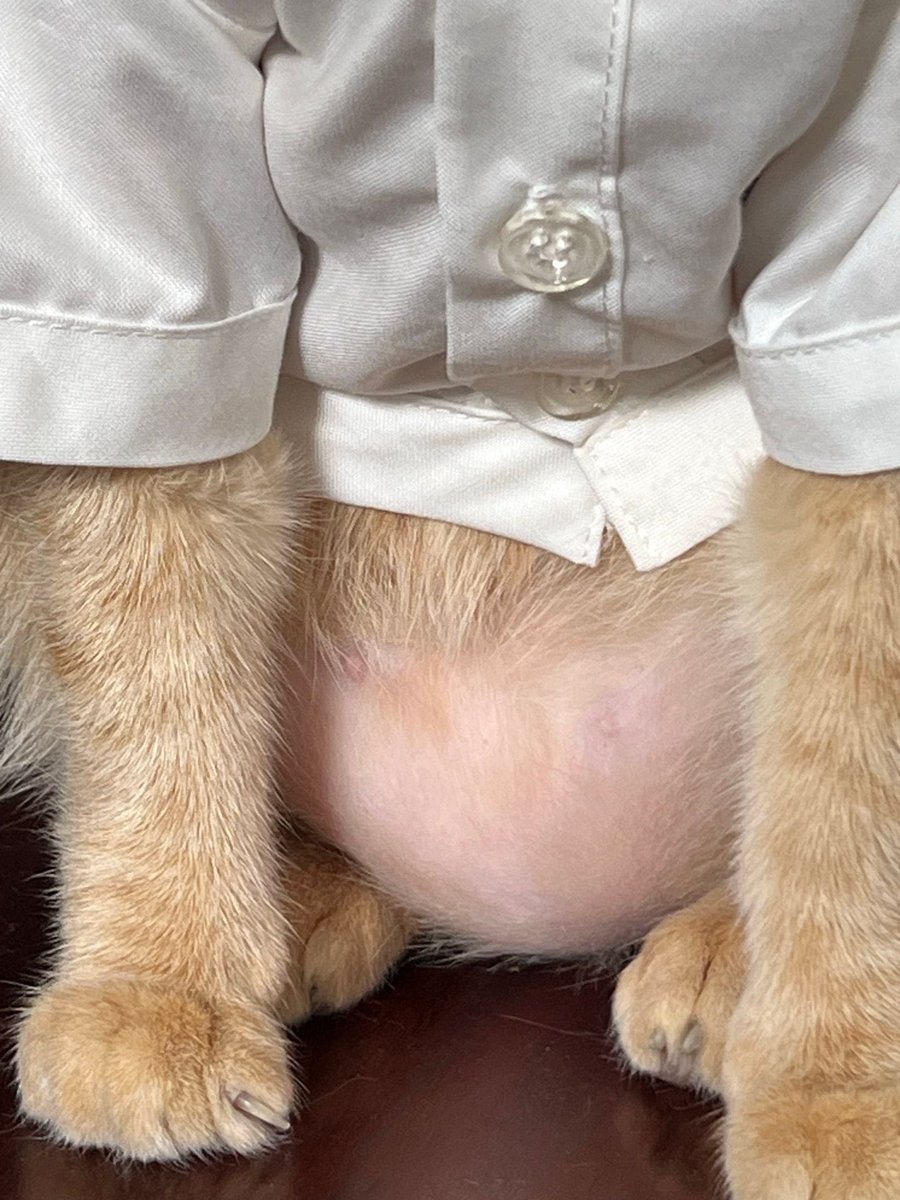 The Pets 𝕏 tweet media