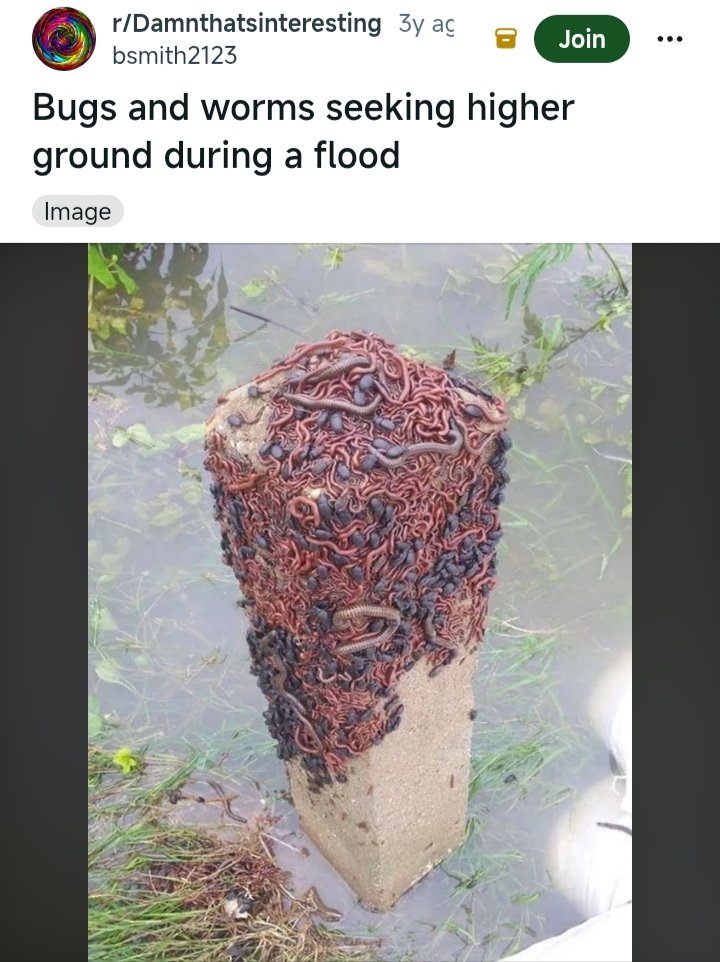 shadoomf🪲🇵🇸(homunculus enjoyer) tweet media