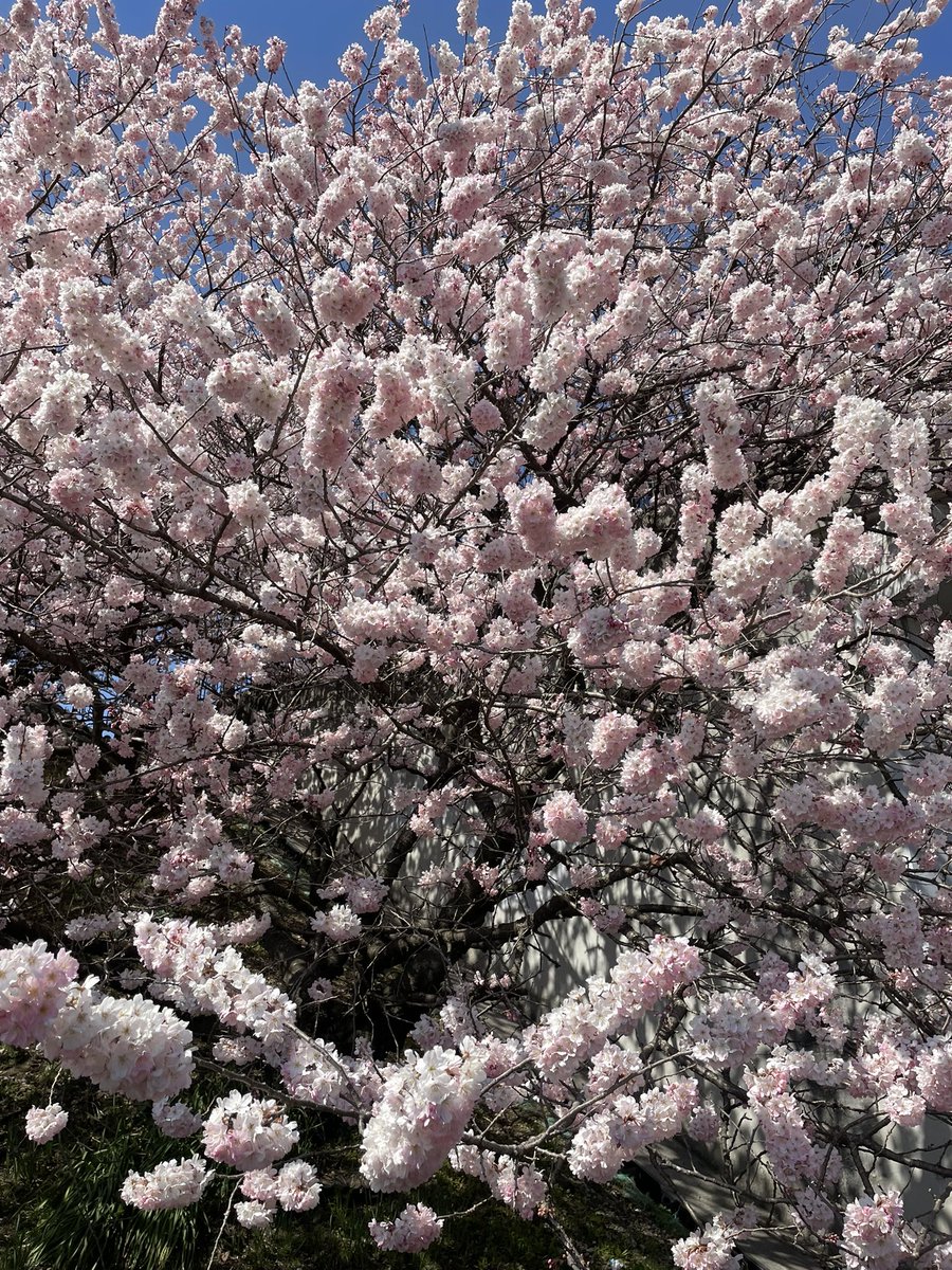 defy_ya's tweet photo. 春めき桜
咲いてすぐは色濃くてだんだん白くなっていく🌸
神奈川の南足柄が発祥らしいけどめちゃくちゃ気に入った！ https://t.co/1jSA0SJZUY