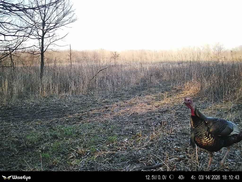 WiseEye Tech tweet media