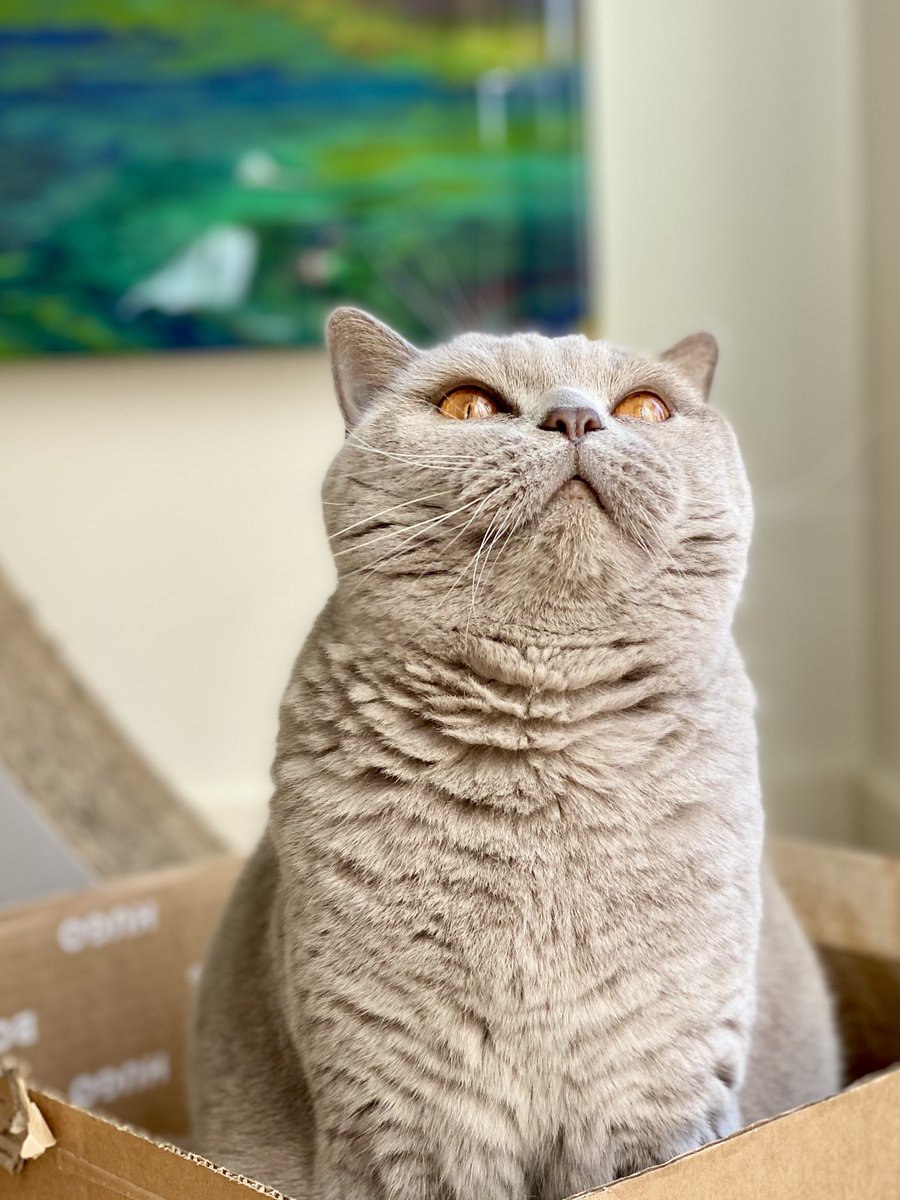 GandalfGreyCat's tweet image. Alice in a box #catboxsunday #simplethings #CatsOfTwitter