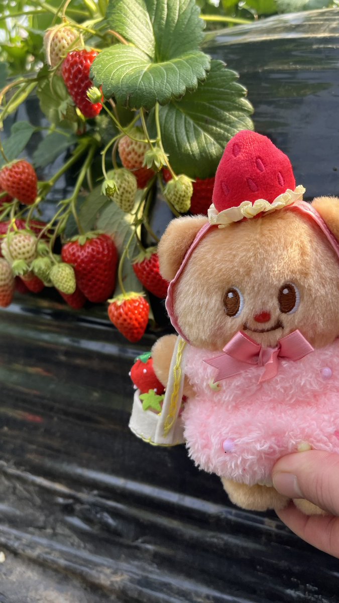 ちゃ～ちゃん tweet media