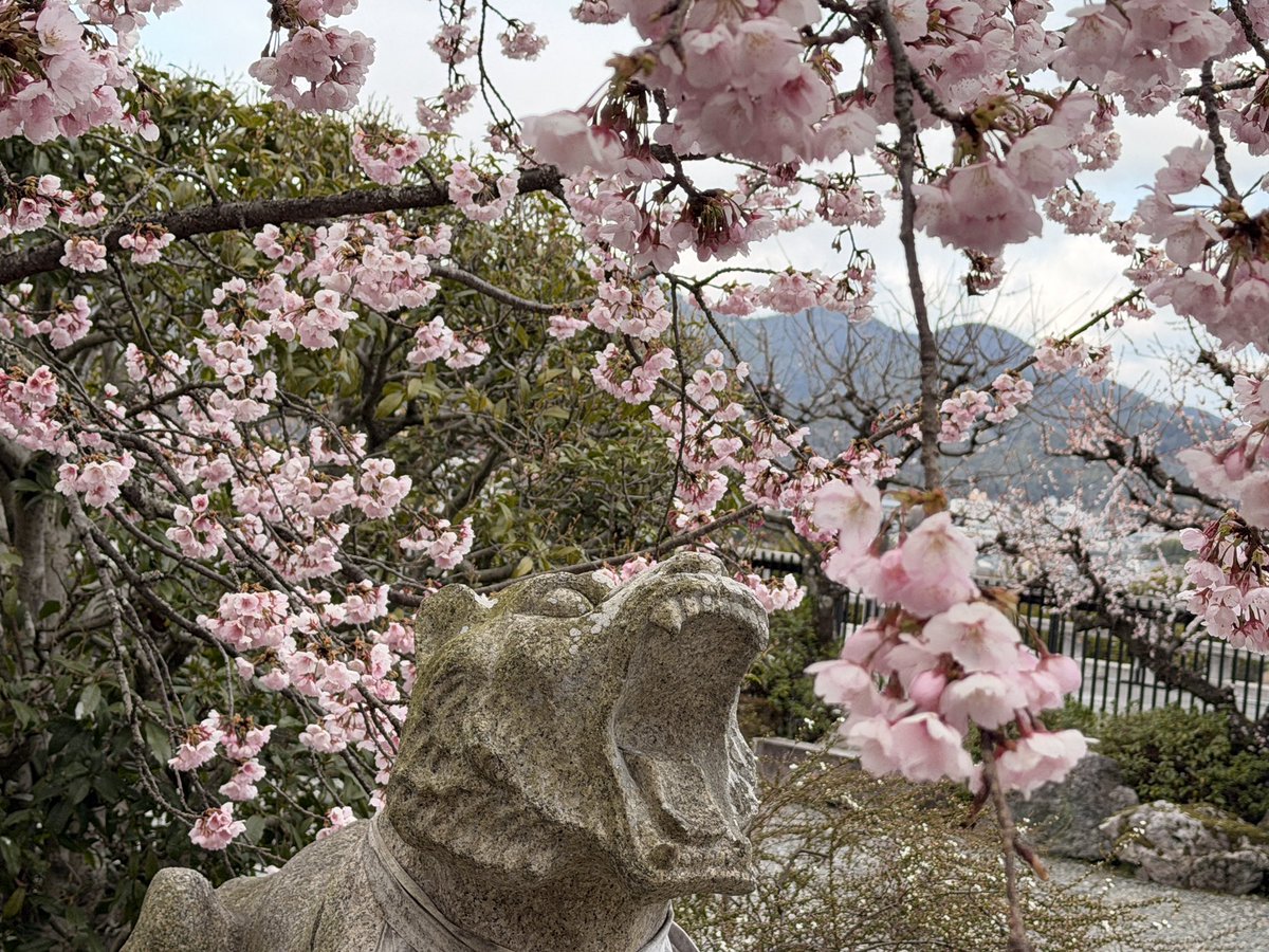 toplem's tweet photo. 桜を喰らう！

#法輪寺 https://t.co/136jfwUESn