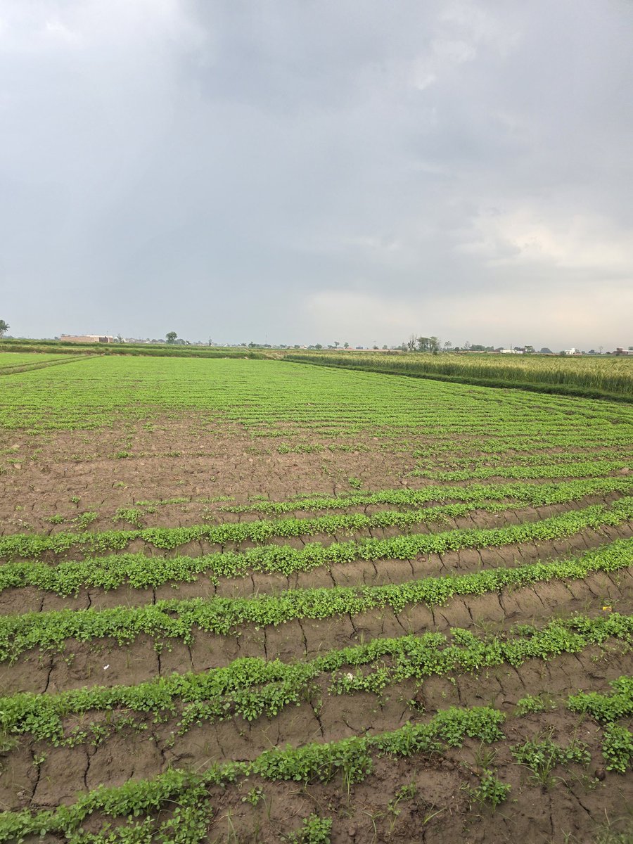 DaaStargoTora's tweet image. On my way from farms. 

#FarmLife
#selfsustainability