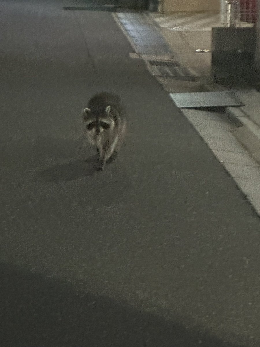 ごん tweet media