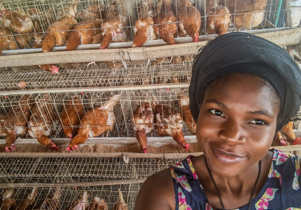 ThisIsHair_py's tweet photo. what do you think about Poultry Business!, do you love it? 
  What are your thoughts? Are you focusing on broilers, layers, feed innovation, or value addition in 2026? Let's discuss in the comments, happy to share more on budgeting models, breakeven analyses, or risk strategies https://t.co/XEmNaRNCoK
