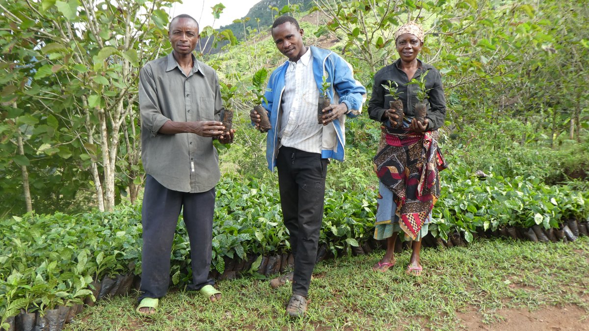 villageafrica's tweet photo. Coffee seedlings for Yamba. They were kindly donated by the Tanzania Coffee Research Institute (TaCRI) in Moshi, Kilimanjaro Region. The transport from Moshi to Yamba was generously funded by Village Africa donors in the UK.
https://t.co/Q5jkhpzzXb
#VillageAfrica #Yamba https://t.co/uJTqD7MzZ8