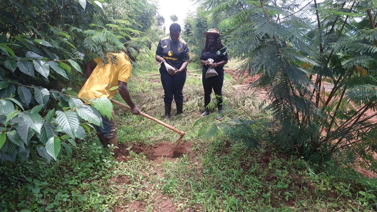 MINAGRI enumerators and KWIGIRA 3600 CFOV conducted demo plot visits in Cyumba and Manyagiro sectors at Remera, Gatsata, and Nyamyumba sites. Farmers prepared two one-are demo plots per site. Soil samples were collected for testing before providing seeds and fertilizers.