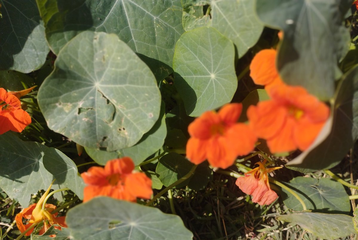 صيد الكاميرا 💚
شاركونا اسماء النباتات بالصور
وصورهم عندكم 
#بذرة