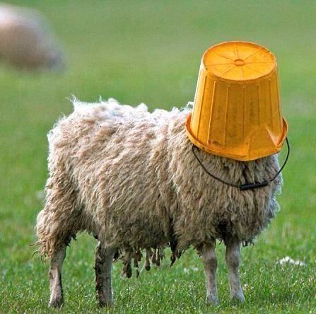 EP_Sheepie's tweet image. LIVE IN 15! NEW GAME TIME! OLD ONES, AGAIN?! BLIND RETURN OF THE OBRA DINN! YouTube: buff.ly/pbpGiYl / Twitch: buff.ly/OX7heOg #vtuber #epsheepie #mystery #detective #returnoftheobradinn #obradinn #blind