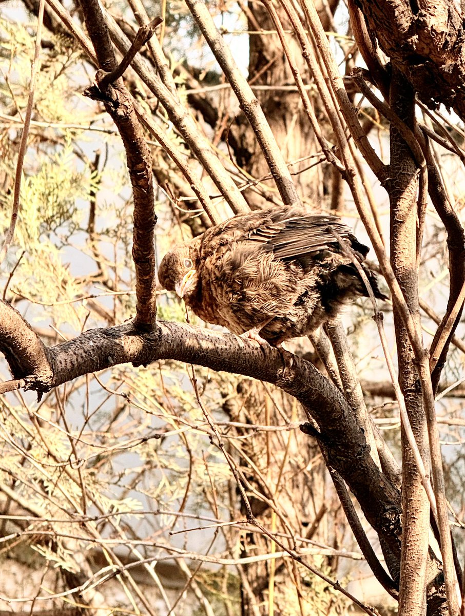 Ananya Mishra tweet media