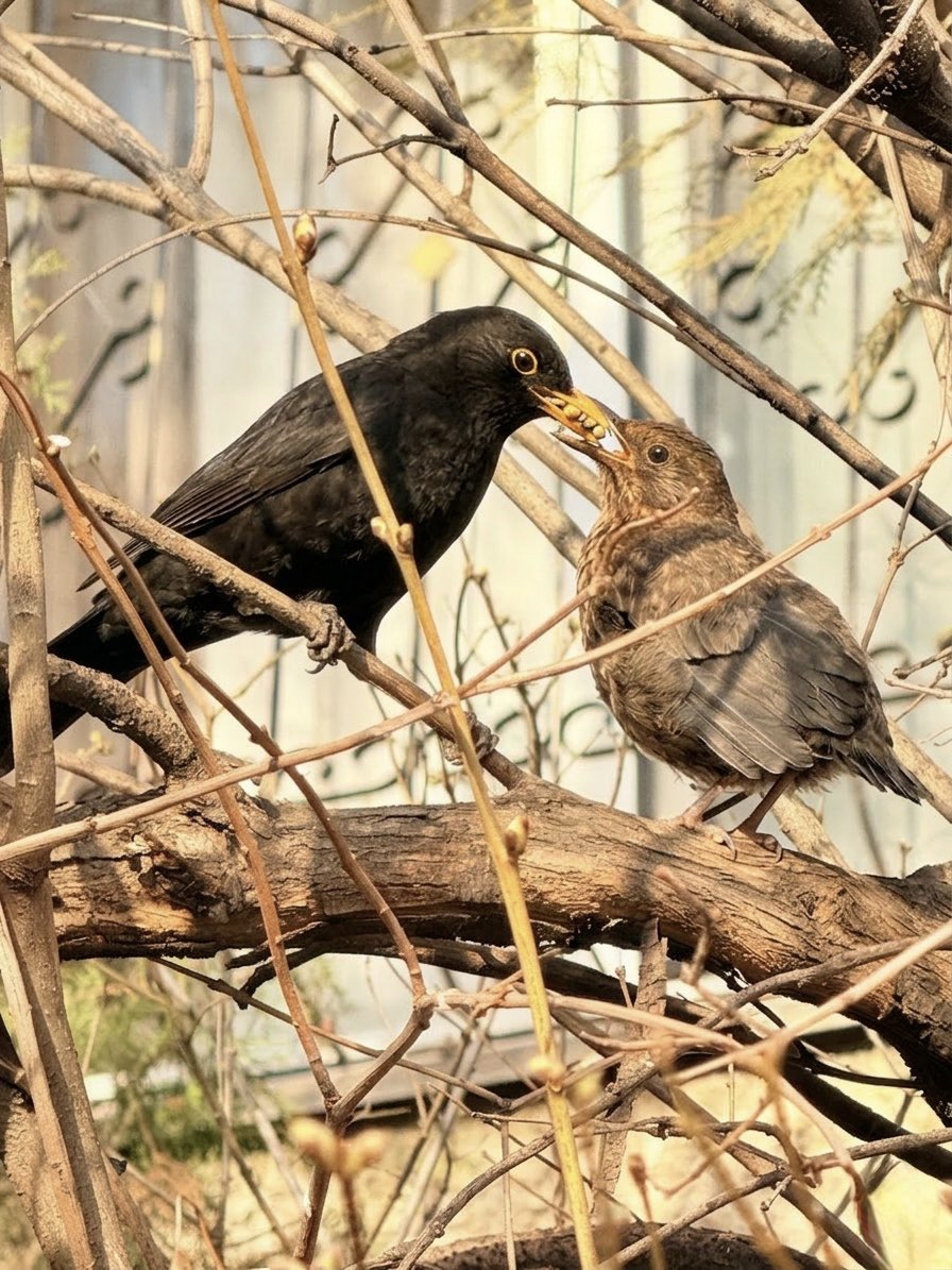 Ananya Mishra tweet media