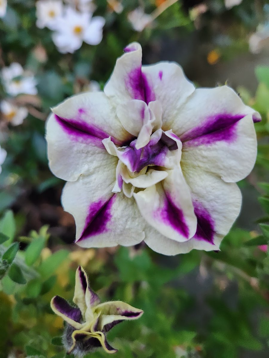 🌱 Shannon Walsh 🦋🦋🦋 tweet media