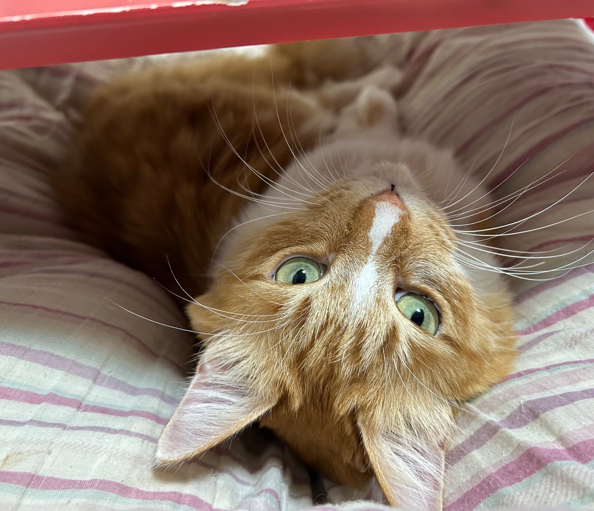 キャメラ目線なハルさん🐈

#猫 #cat #猫のいる暮らし