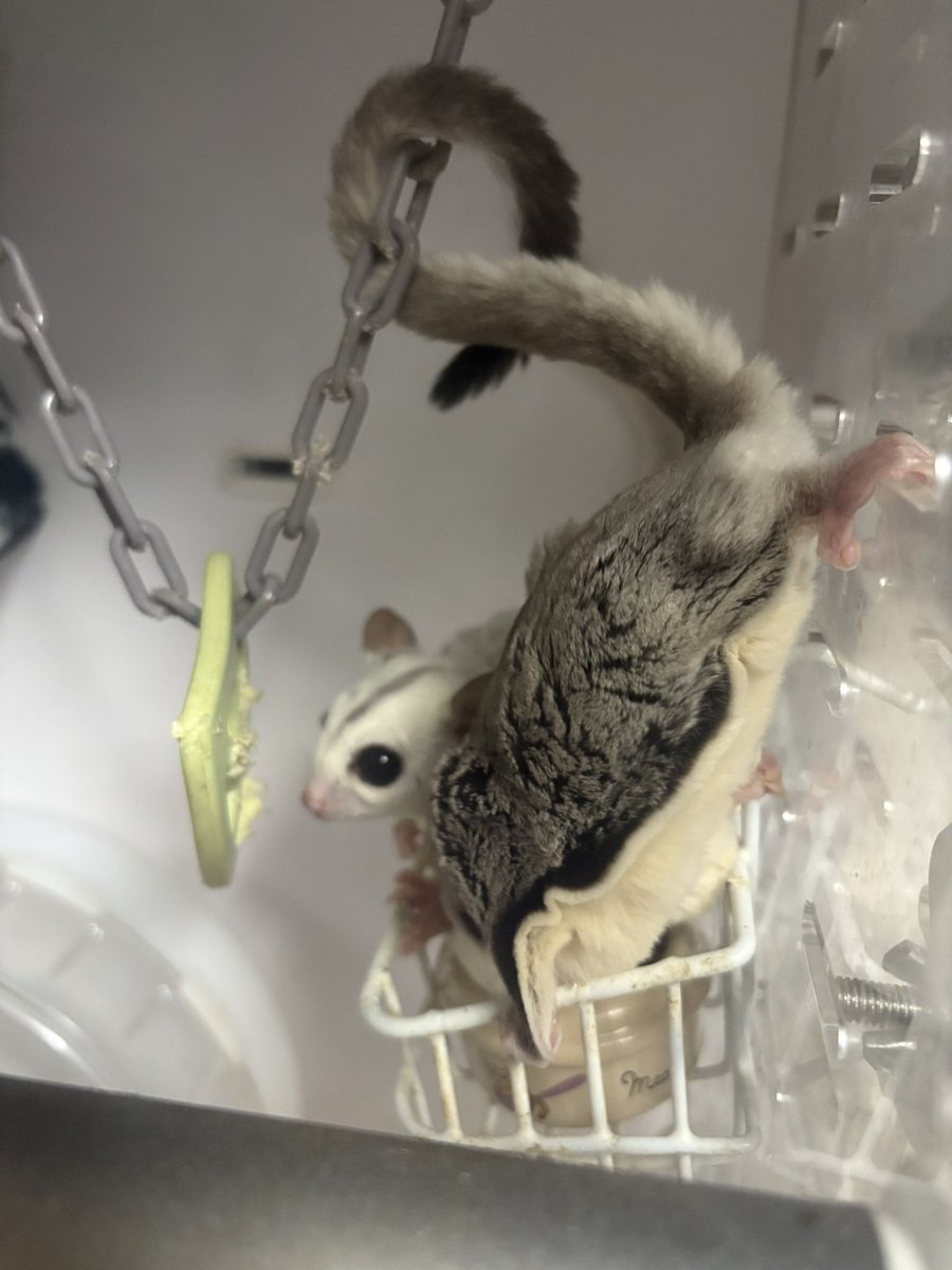 jin_leopa's tweet photo. #フクロモモンガ
#フクモモ https://t.co/OmUVJEAND7