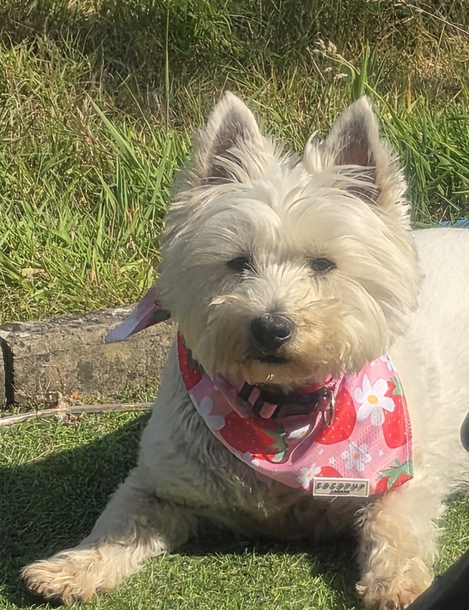 Willow and McGregor (The Westie Angel) 🇬🇧 tweet media