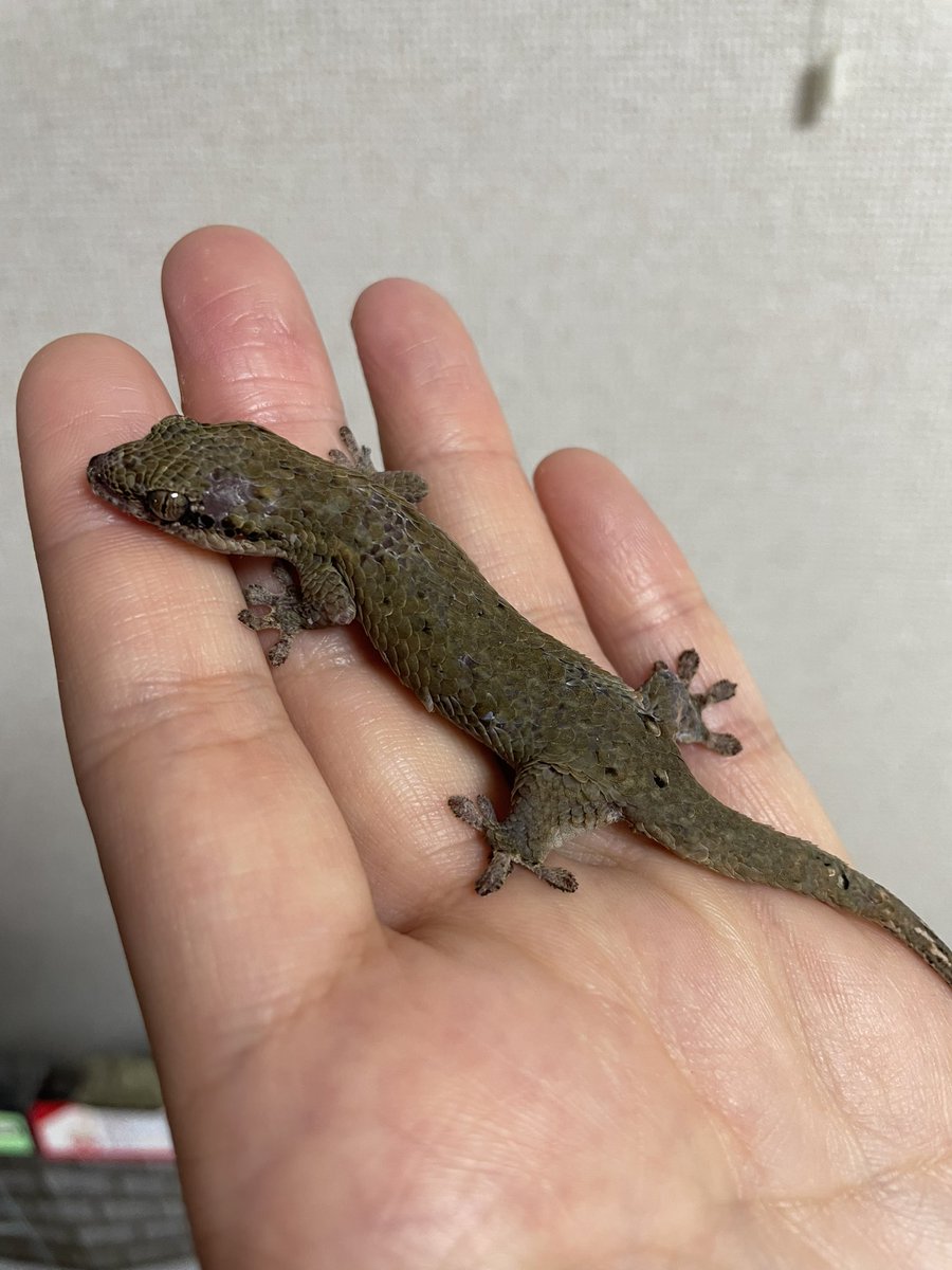 nataria696's tweet photo. かなり久しぶりにお迎え🙌
バクチってめっちゃハンドリングしやすいの初めて知った🦎 https://t.co/74dEAGAUsh