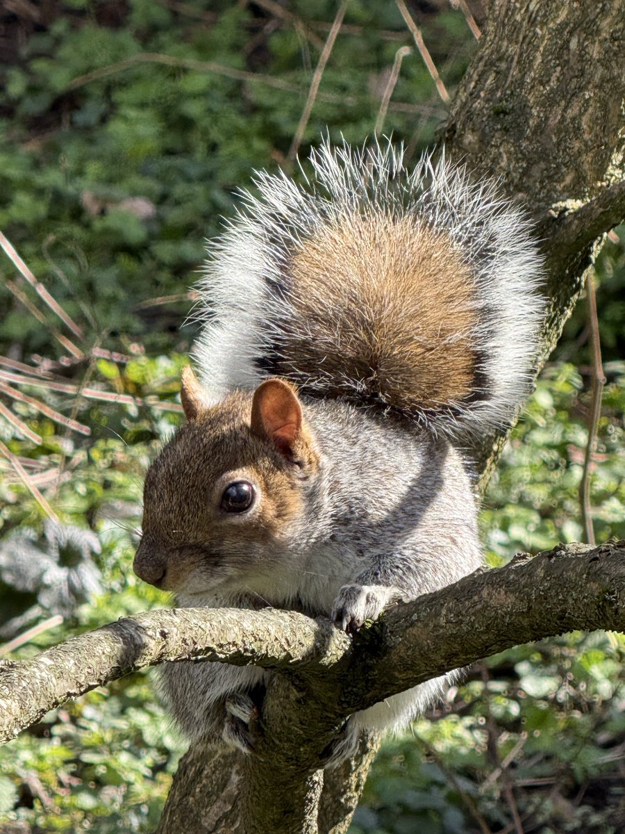 Max Chan.マックX・ちゃん tweet media