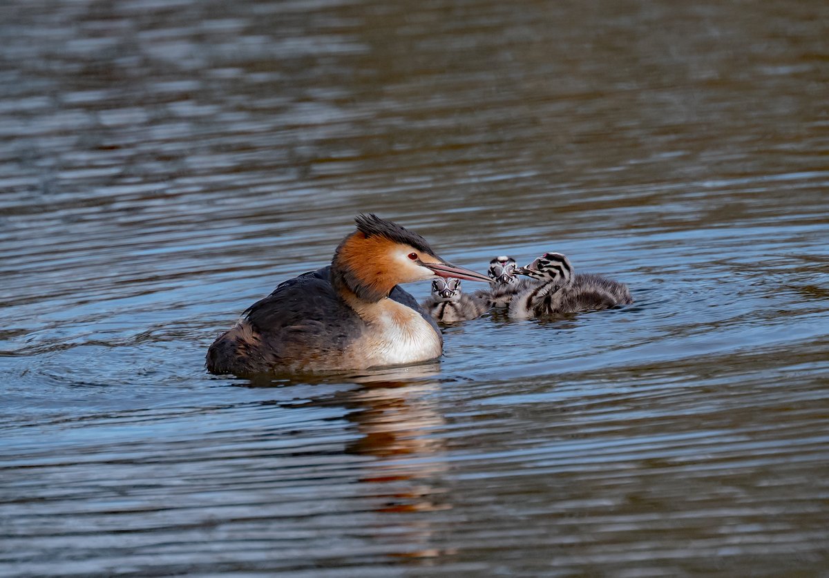 david alan bird tweet media