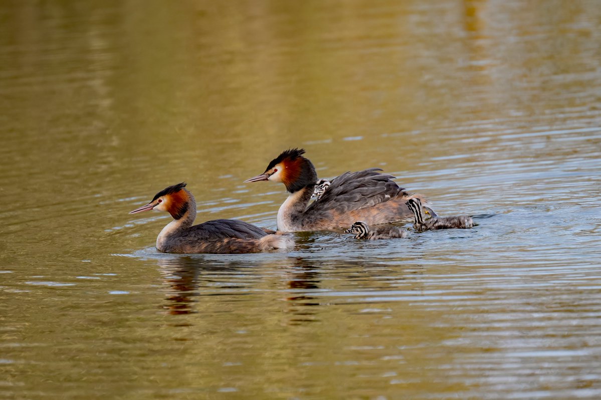 david alan bird tweet media